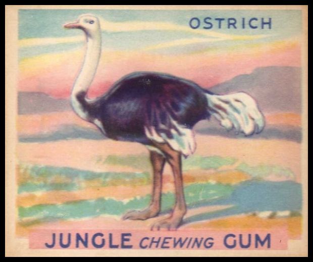49 Ostrich